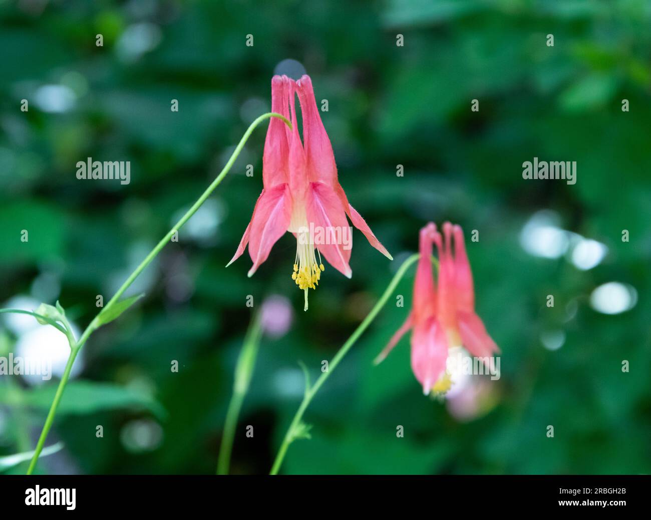 Nahaufnahme einer roten Kolumbinenwildblume im hellen Schatten. Stockfoto