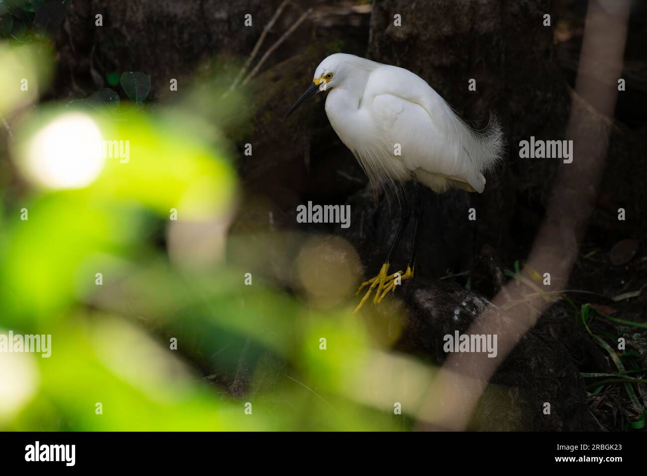 Verschneiter Reiher in den Everglades Stockfoto