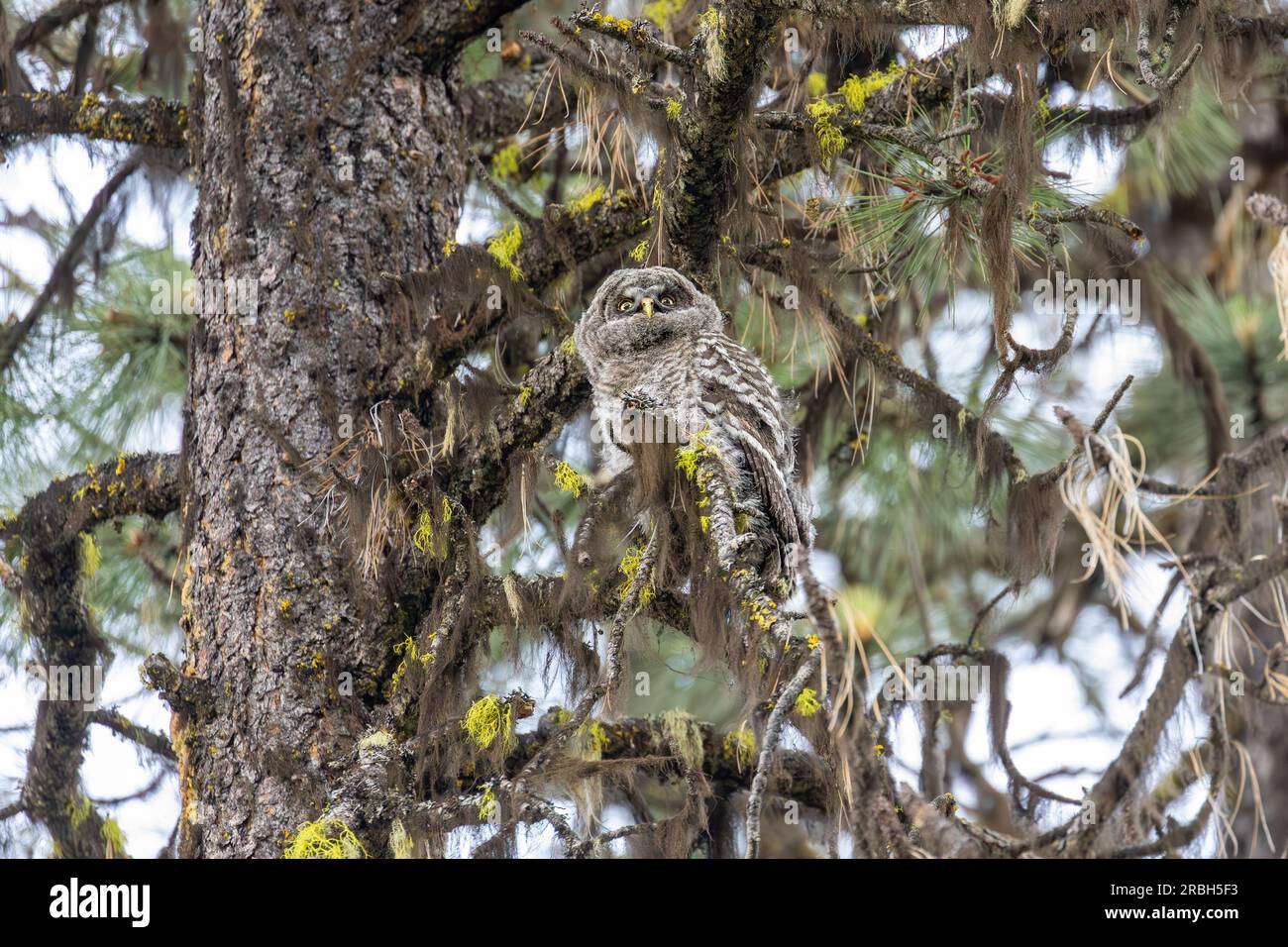 Eine junge große graue Eule (Strix nebulosa), die gerade aus ihrem Nest erwacht ist, sitzt auf einem Ast in den abgelegenen Cascade Mountains im südlichen Oregon. Stockfoto