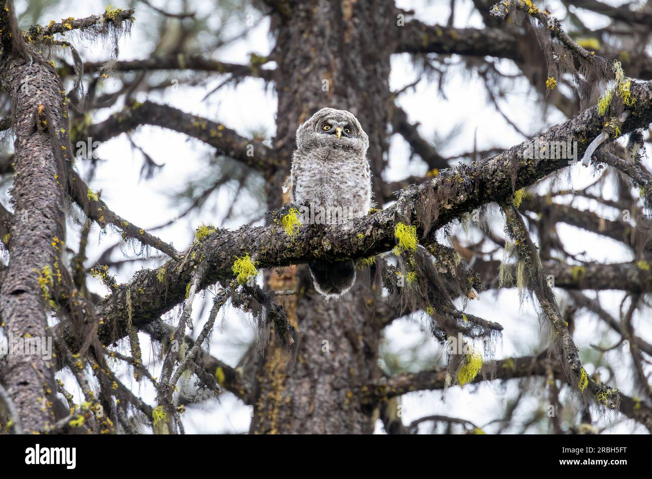 Eine junge große graue Eule (Strix nebulosa), die gerade aus ihrem Nest erwacht ist, sitzt auf einem Ast in den abgelegenen Cascade Mountains im südlichen Oregon. Stockfoto