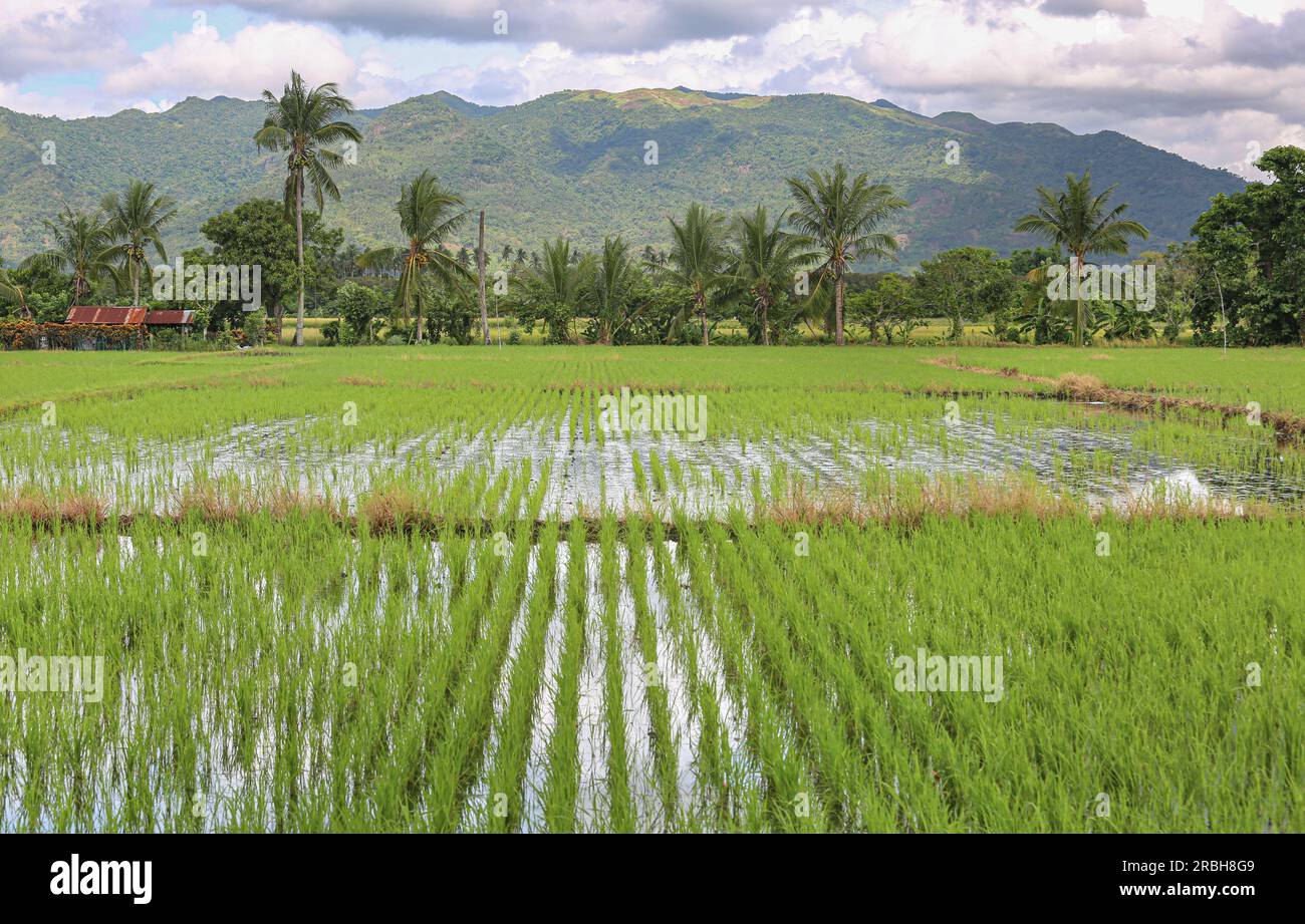 San Pablo, Philippinen. 10. Juli 2023 : das Gebirge Mount Malepunyo / Malarayat mit Reisfeldern in der Anbaufläche. Präsident Marcos erließ ein Gesetz, das die Landwirte von jahrzehntelangen Schulden im Rahmen des umfassenden Agrarreformprogramms entlasten soll, das Land an die Bodenfräsen verteilt, aber nicht umsonst. Das neue Agraremanzipationsgesetz billigte insgesamt P57,65 Milliarden unbezahlte Amortisierungen (mehr als 1 Milliarden US-Dollar), von denen mehr als 600.000 philippinische Landwirte landesweit 1,7 Millionen Hektar Agrarreformland bewirtschaften konnten. Kredit: Kevin Izorce/Alamy Live News Stockfoto