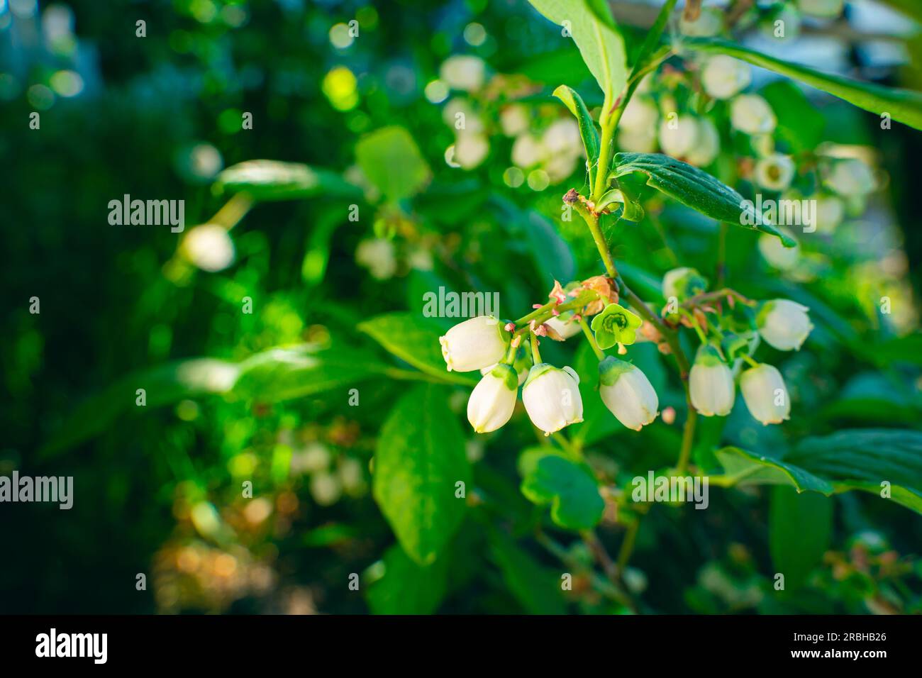 Blaubeerbusch blüht mit weißer Blütennaht. Blaubeerplantage Stockfoto