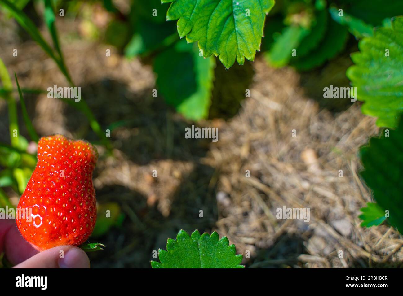 Eine Hand hält eine saftige rote, reife Erdbeer-Nahaufnahme auf einem verschwommenen Hintergrund und in der Mitte einen Werbespot. Platz für Ihren Text, der sich auf das Thema berri konzentriert Stockfoto