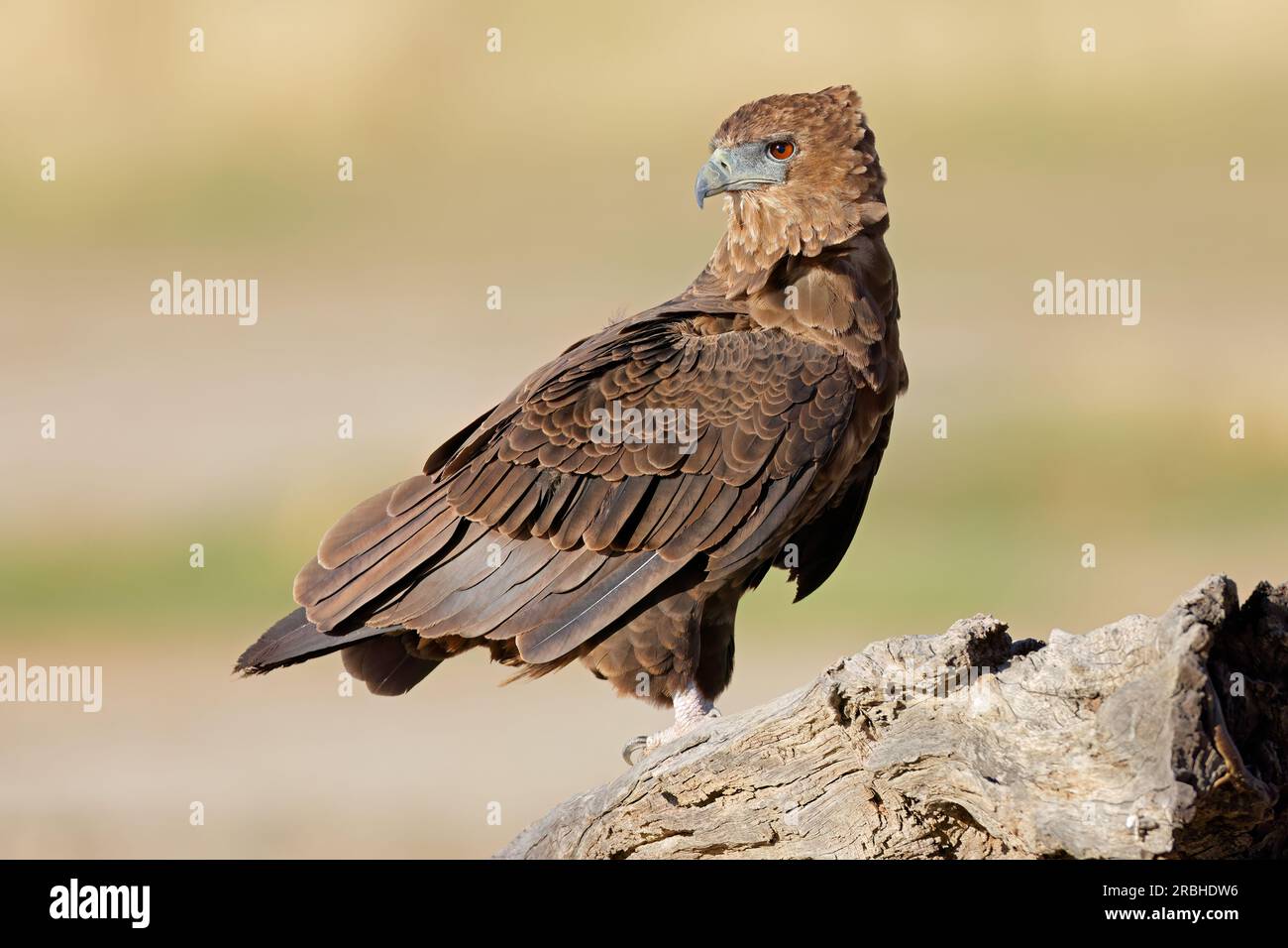 Ein unreifer Bateleur-Adler (Terathopius ecaudatus) auf einem Baumstumpf, Kalahari-Wüste, Südafrika Stockfoto