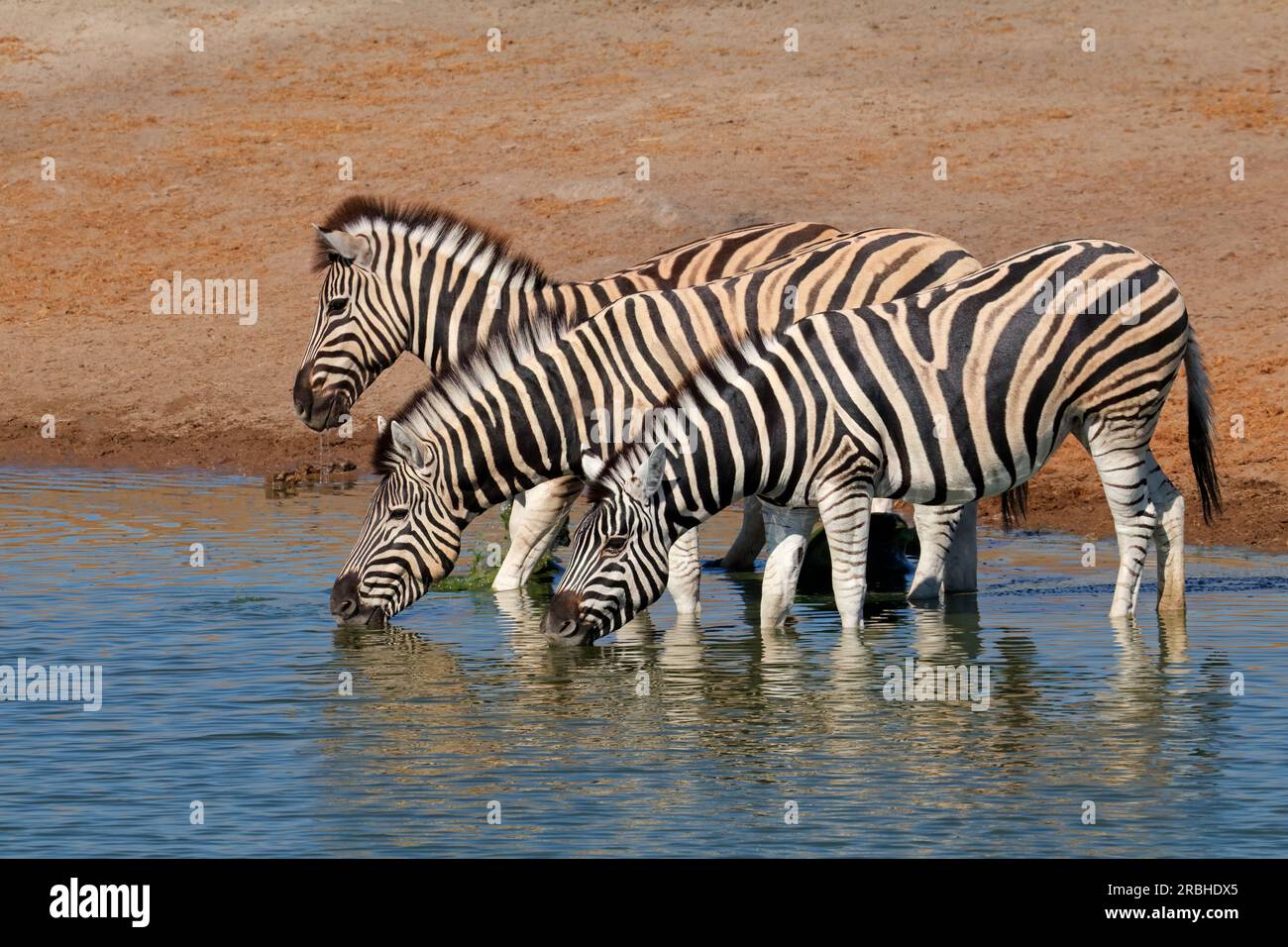Ebenen Zebras (Equus Burchelli) Trinkwasser, Etosha Nationalpark, Namibia Stockfoto