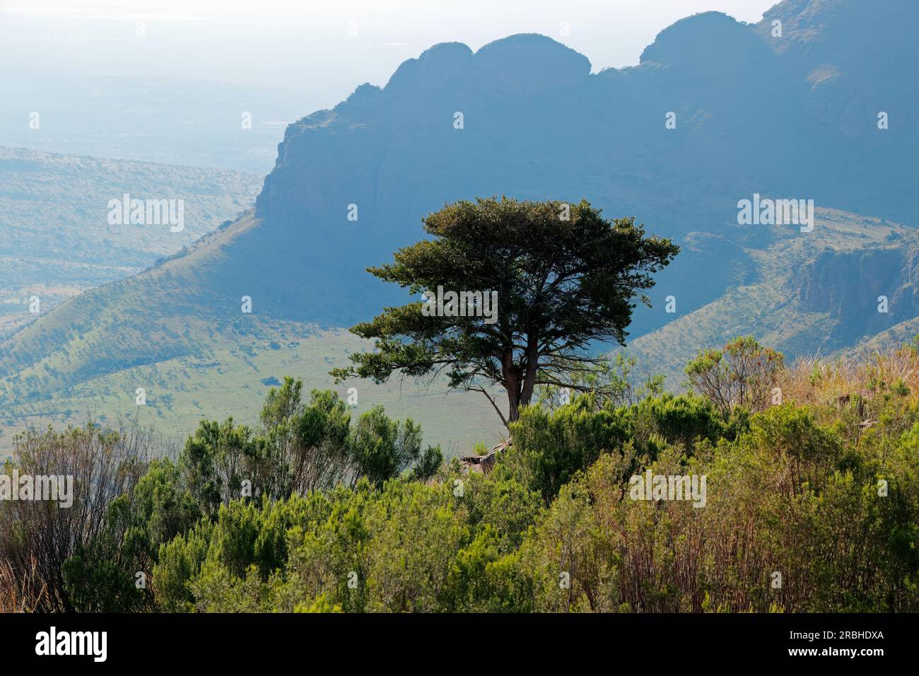 Malerische Berg- und Savannenlandschaft, Marakele-Nationalpark, Südafrika Stockfoto