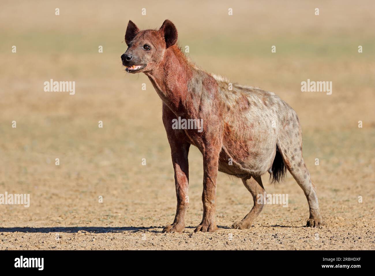 Eine blutüberströmte gefleckte Hyäne (Crocuta crocuta) nach der Fütterung, Kalahari Wüste, Südafrika Stockfoto