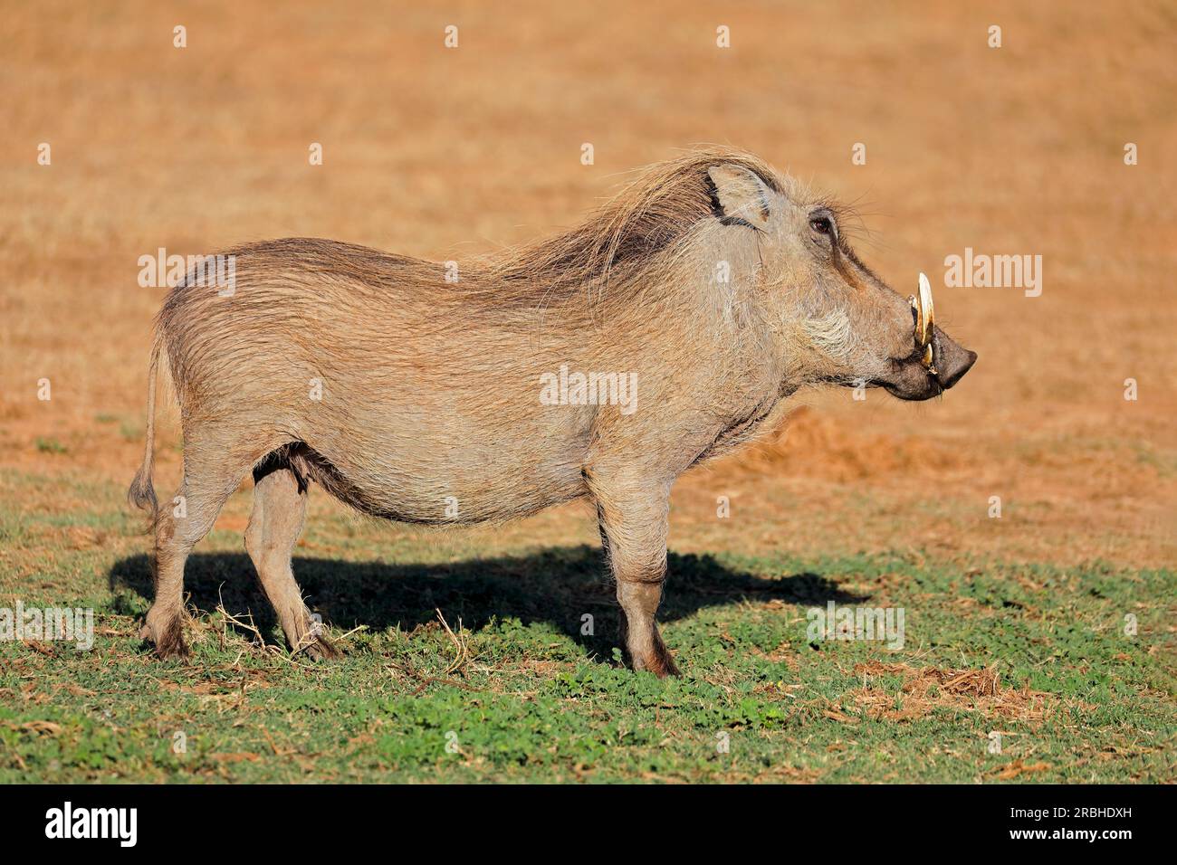 Ein Warzenschwein (Phacochoerus africanus) in natürlichem Lebensraum, Addo Elephant National Park, Südafrika Stockfoto