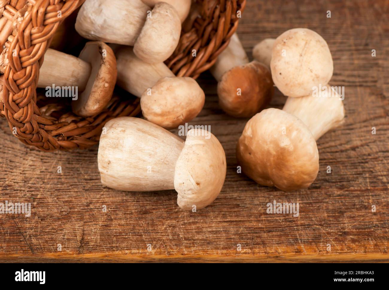 Weiße Waldpilze im Korb auf einem Holztisch. Stockfoto