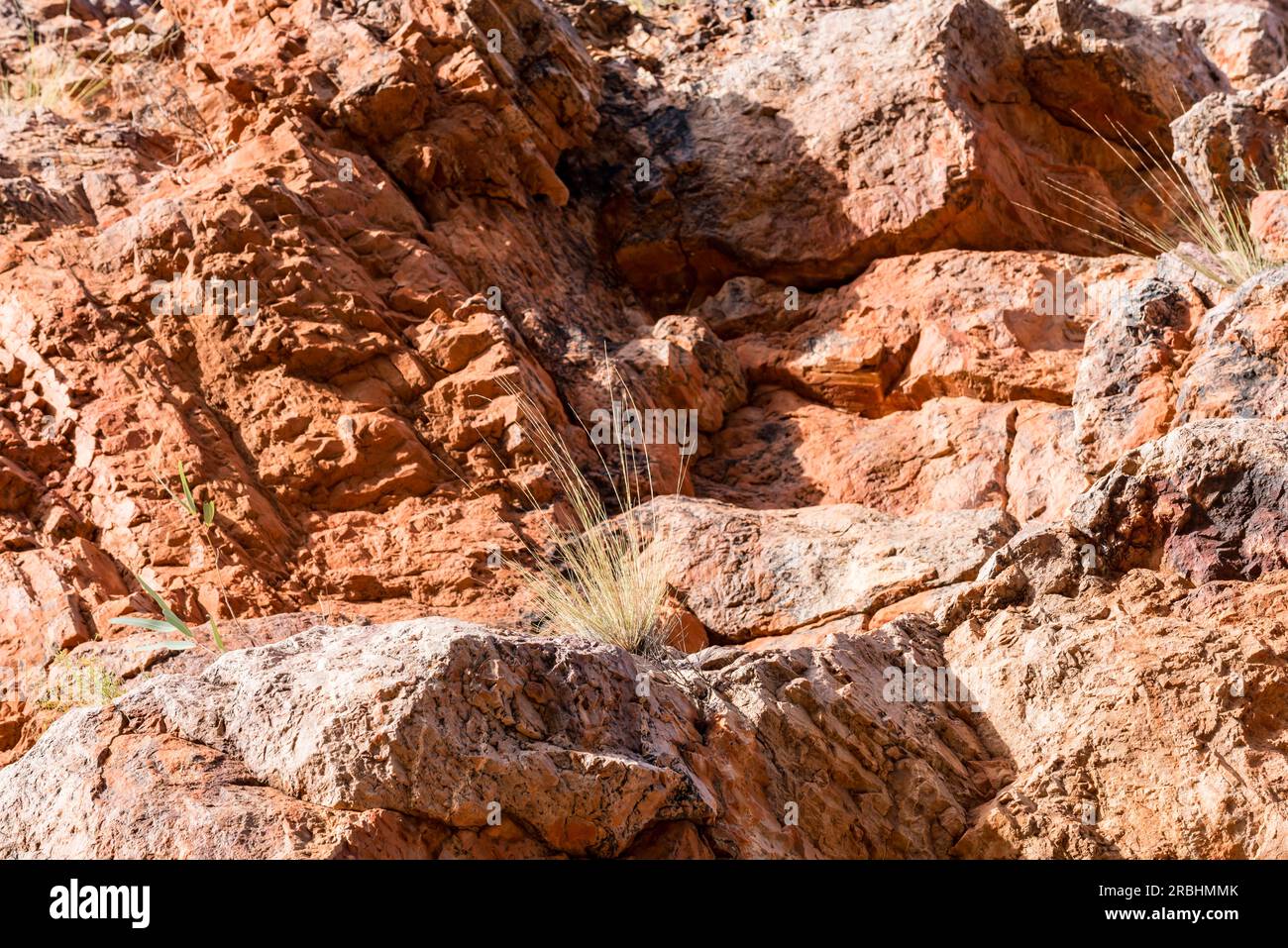 Eine kleine Spinifexanlage, die auf einem Felsvorsprung in den Silbermauern von Emily Gap (Yeperenye) in der Nähe von Alice Springs (Mparntwe) in Zentralaustralien überlebt Stockfoto