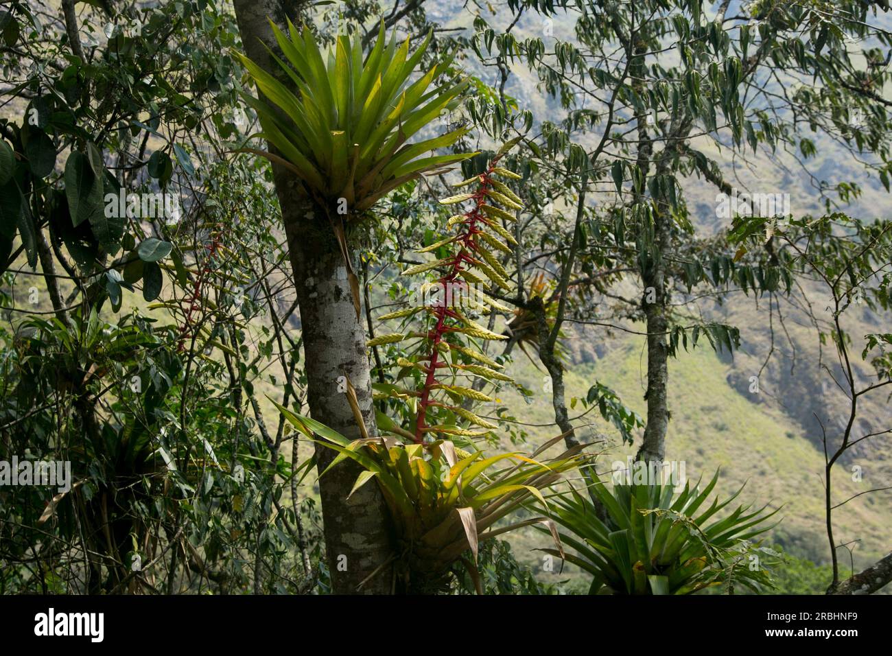 Helikonien im peruanischen Dschungel. Es handelt sich um mehrjährige, krautige Pflanzen tropischen Ursprungs, die warmes Klima benötigen, um richtig wachsen zu können. Stockfoto