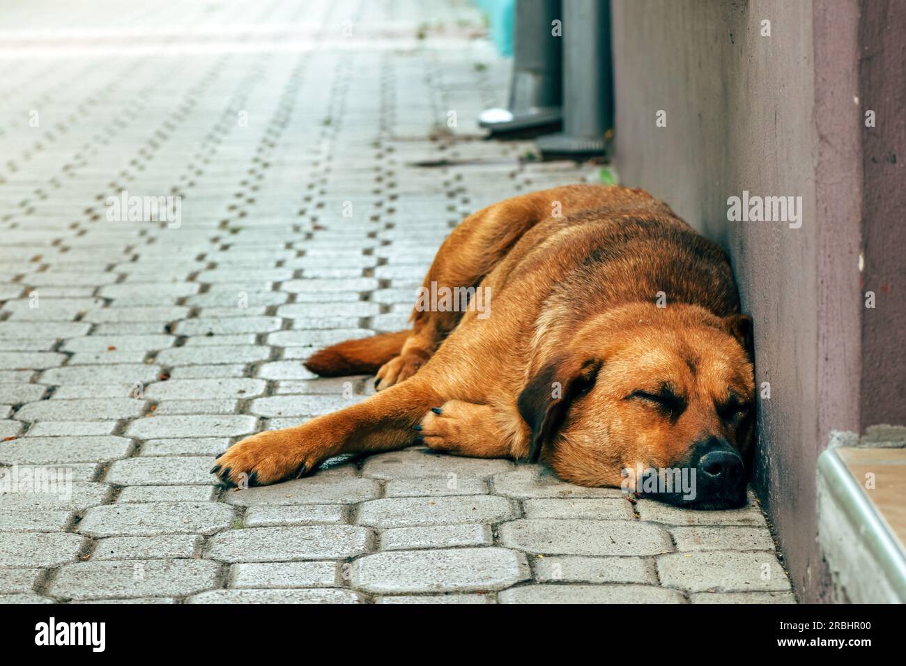 Streunender Hund schläft auf der Straße der Stadt, selektiver Fokus Stockfoto