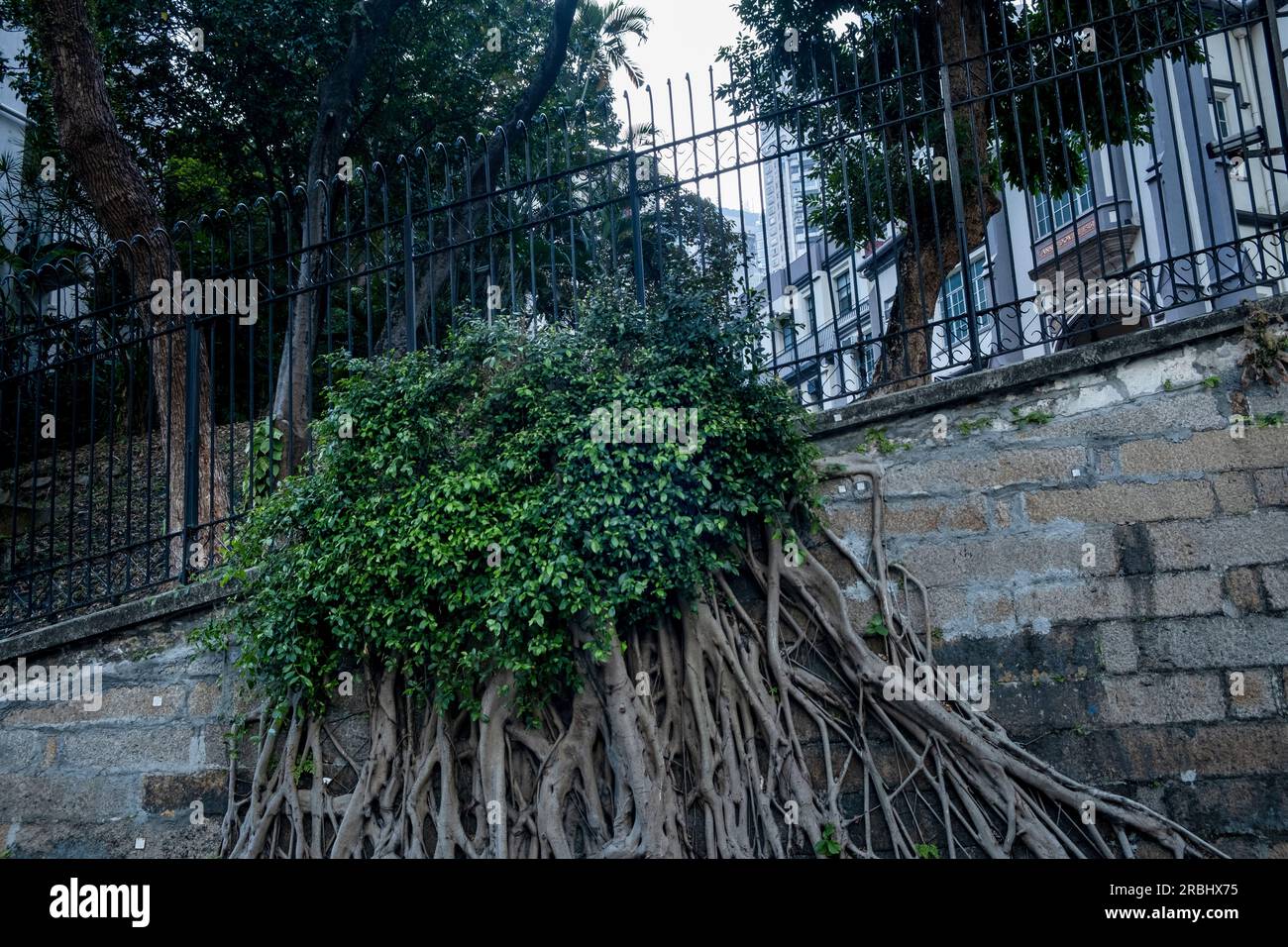 Ein kleiner Baum, der durch eine Betonmauer und einen eisernen Zaun auf einem Hügel in Hongkong, China, Asien wächst. Foto: Rob Watkins Stockfoto