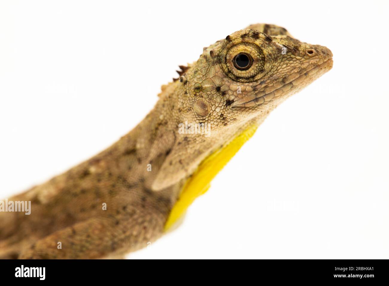 Fliegender Drache oder fliegende Eidechse Draco Volans isoliert auf weißem Hintergrund Stockfoto