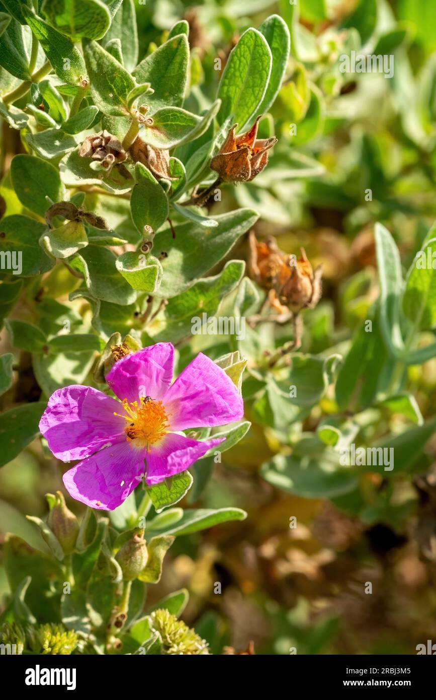 Cistus albidus in einem Garten in der Provence, Südfrankreich Stockfoto