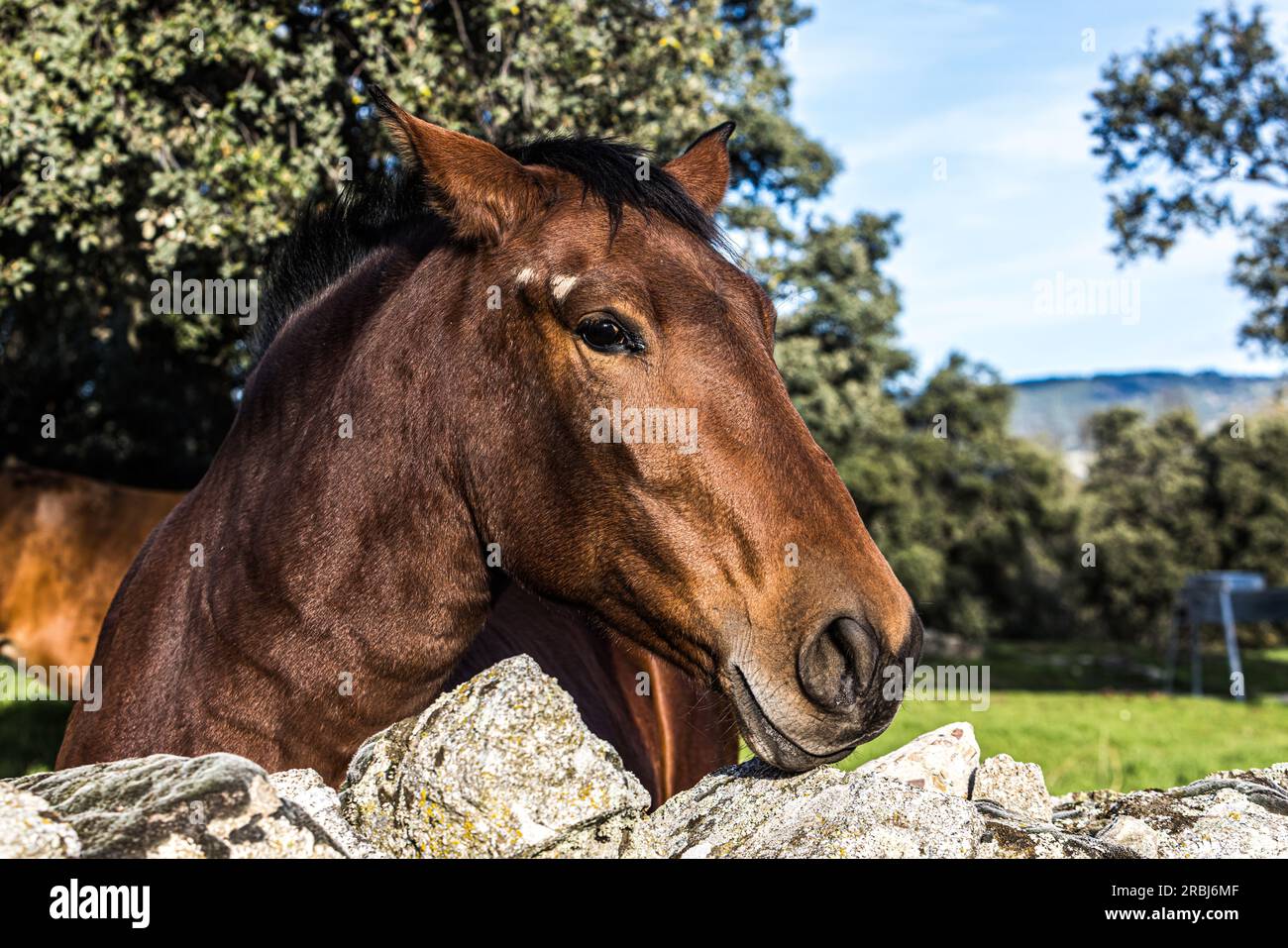 Detail des Kopfes eines hellbraunen Pferdes, das sich über einen Zaun lehnt, auf einer Wiese. Pferde-, Tier-, Haustier- und Haustierkonzept. Stockfoto