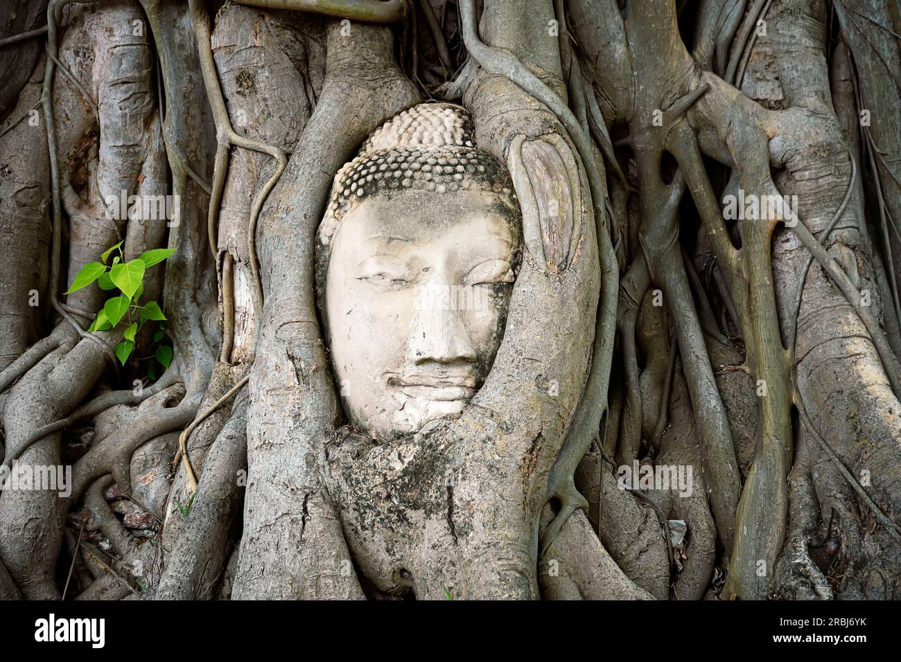 Im Wat Mahathat in Ayutthaya, Thailand, verschlungen sich der Buddha-Kopf aus Stein in Baumwurzeln. Buddhistischer Tempel in der antiken Stadt des Königreichs Ayutthaya Stockfoto