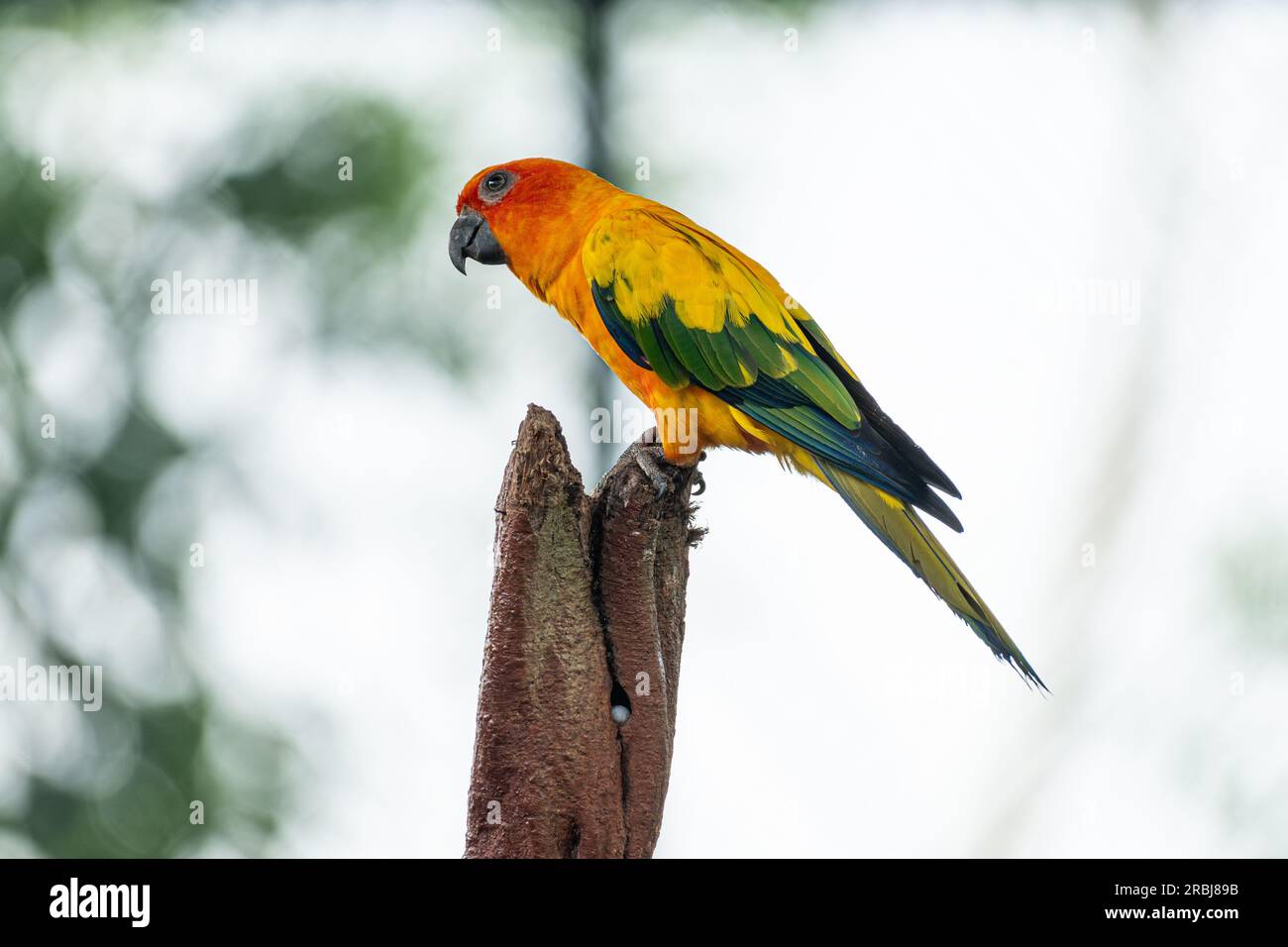Sun Conure Papagei Orange und Rot und Gelb Stockfoto