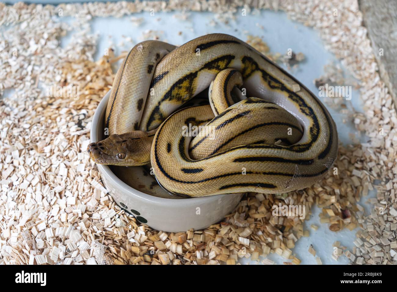Gefleckte Pythonschlange in einem Terrarium auf weißem Hintergrund Stockfoto