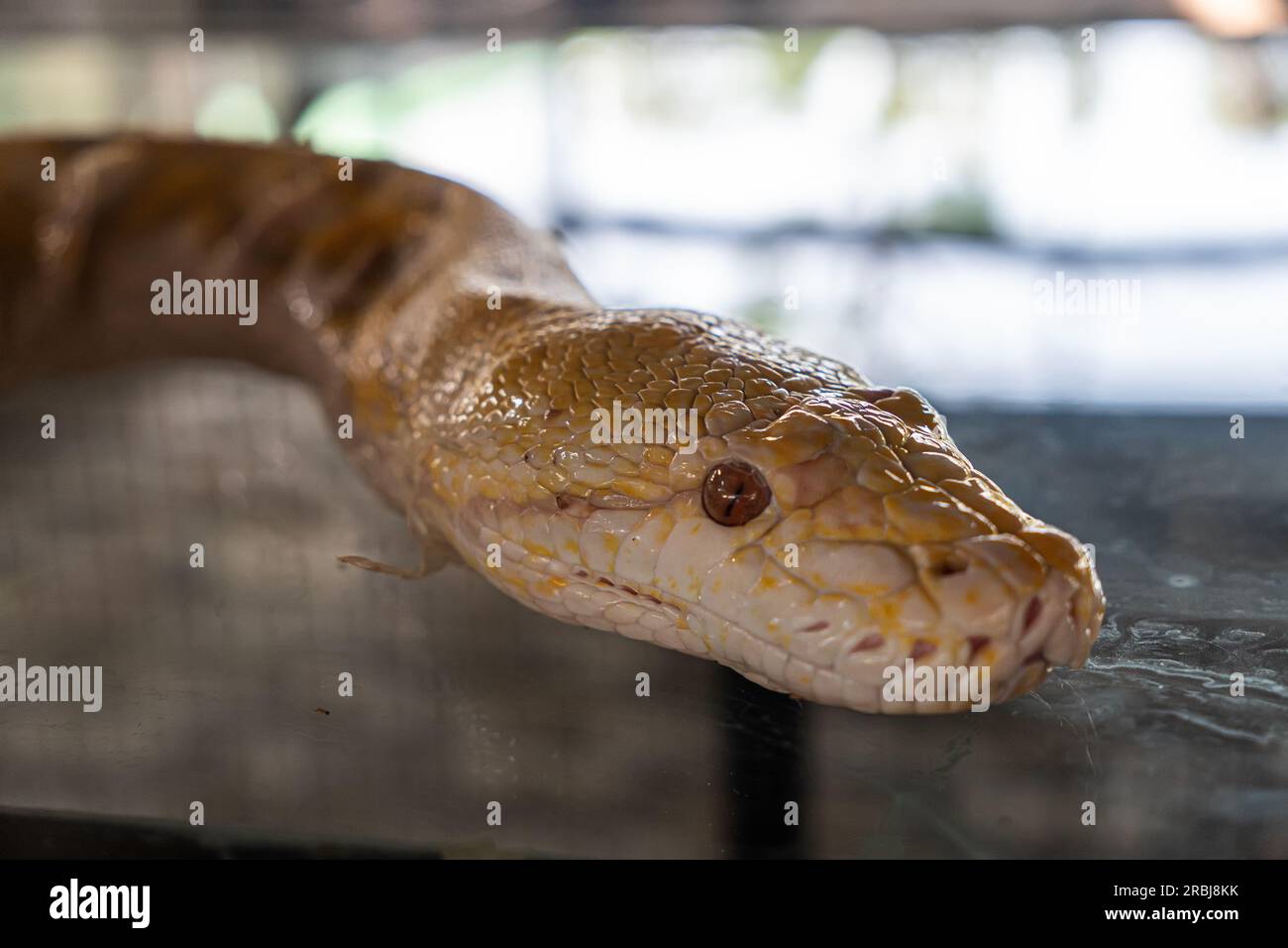 Nahaufnahme einer albino-birmanischen Python. Schlangenkopf Nahaufnahme Stockfoto