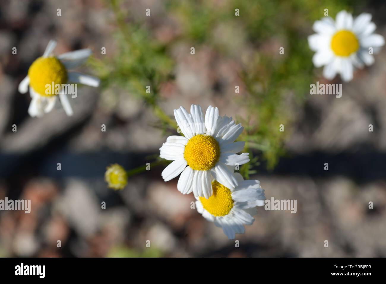Wilde Kamillenblüten mit selektivem Fokus Stockfoto