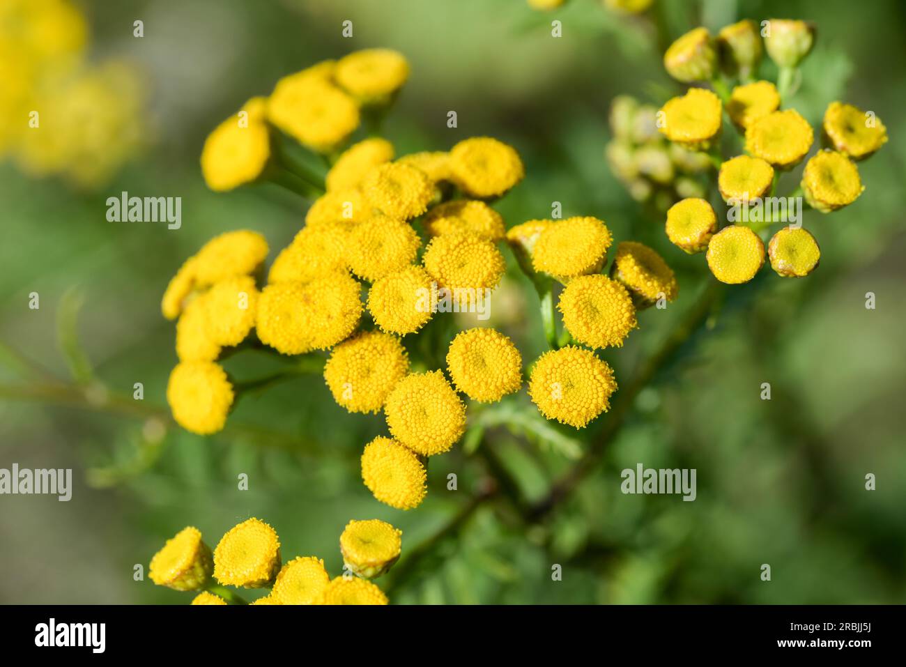 Gewöhnliche, würzige, bittere Knöpfe, gelbe Blüten, die selektiven Fokus Stockfoto