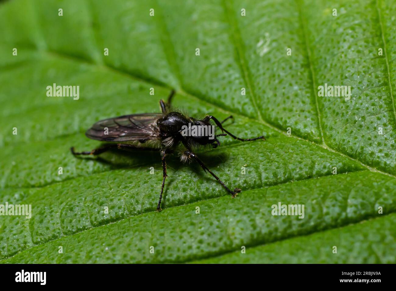 Aquilegia sawfly genannt auch columbine sawfly Pristiphora rufipes. Häufige Schädlingsbefall von Johannisbeeren und Stachelbeeren in Gärten und Plantagen. Stockfoto