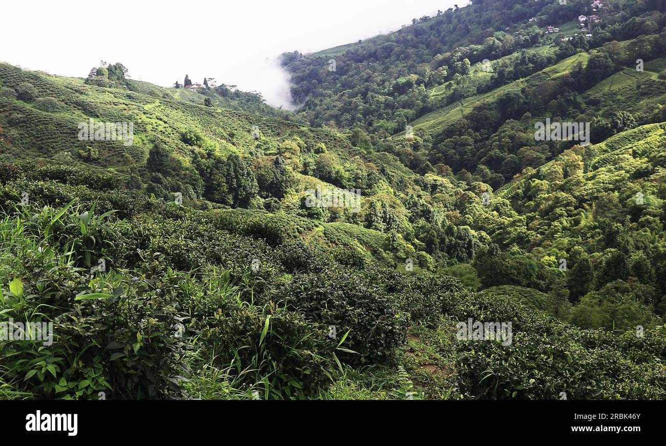 Monsunwolken treiben über üppig grünes Bergtal. Malerischer Blick auf die ausläufer des himalaya in der Nähe der darjeeling Hill Station in westbengalen, indien Stockfoto