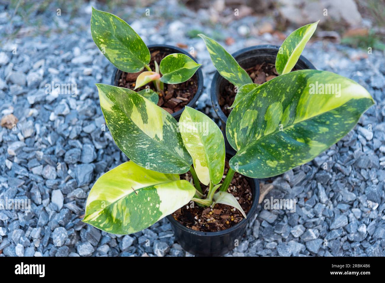 Philodendron Green congo Hybrid im Topf Stockfoto