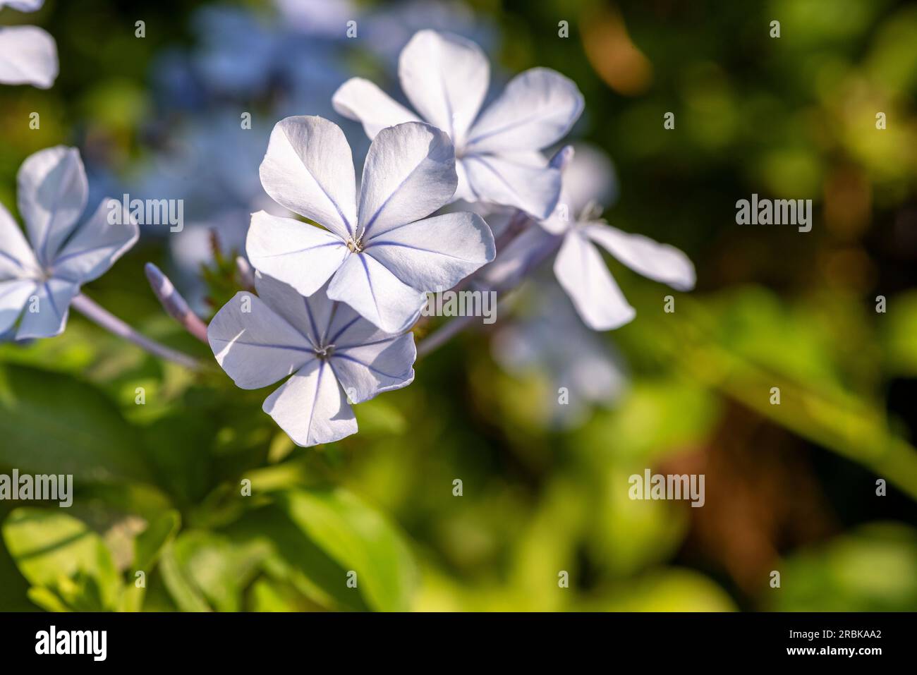 Plumbago-Blumen blühen im Schatten. Jerusalim. Stockfoto