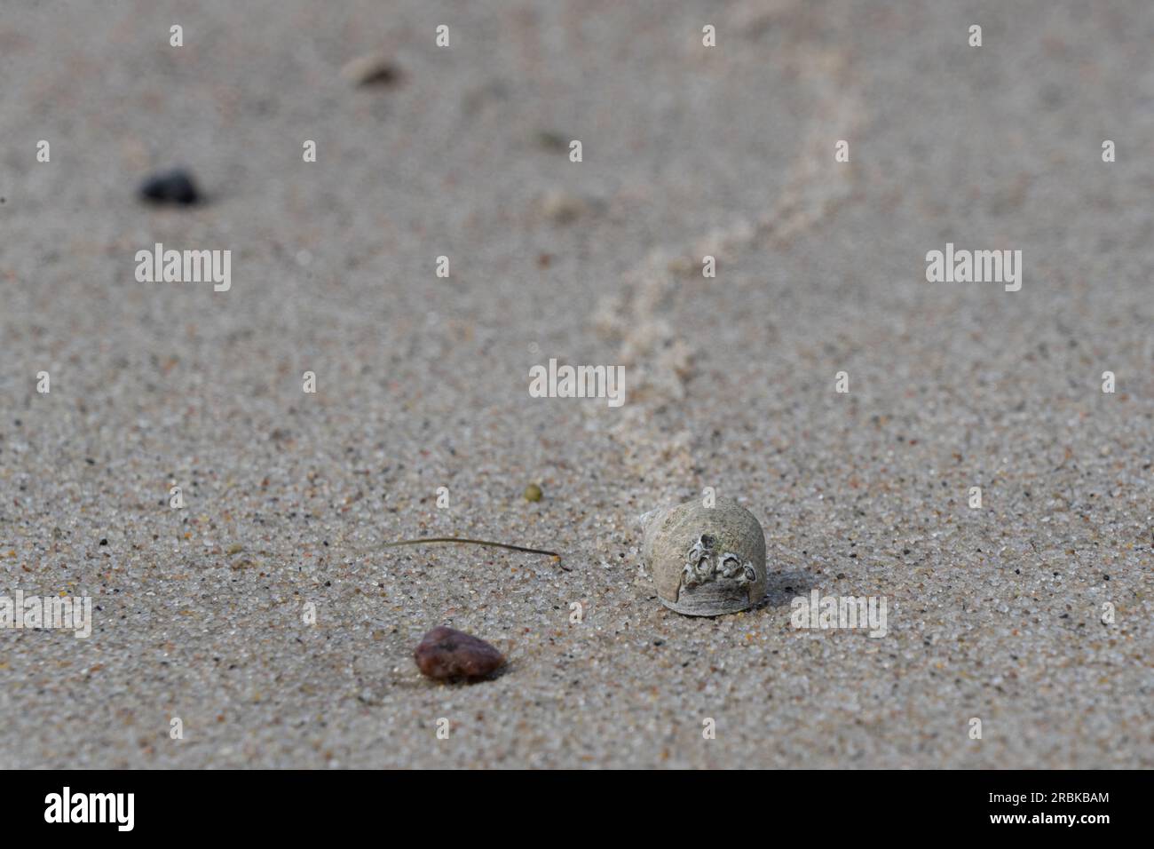 Gewöhnlicher Perlwinkel mit Barnius auf seiner Muschel, der eine Spur an einem nassen Sandstrand hinterlässt Stockfoto