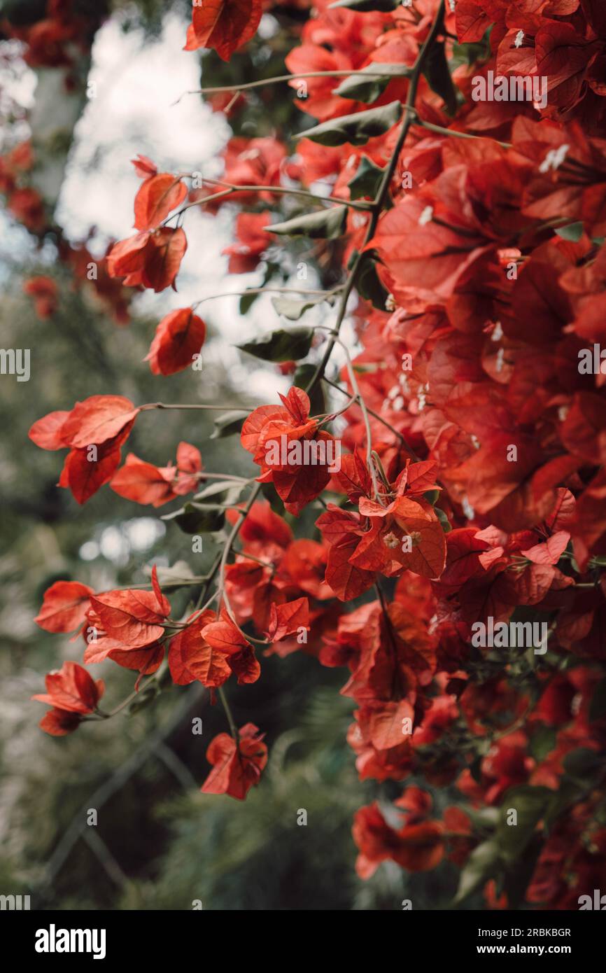 Blick aus nächster Nähe auf eine Bougainvillea-Blume Stockfoto