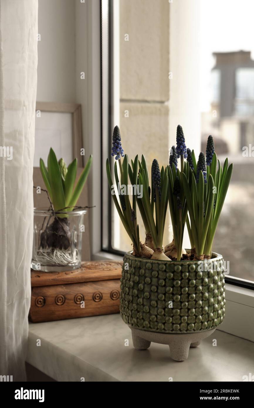 Wunderschöne bulbusförmige Pflanzen auf Fensterbank drinnen. Frühling Stockfoto