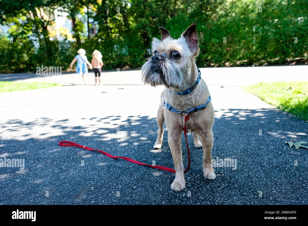 Porträt eines Hundes, der im Sommer in der Auffahrt draußen steht Stockfoto