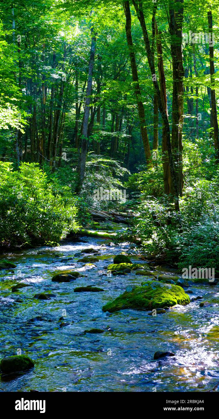 Rough Fork Trail, Cataloochee Valley NC Stockfoto