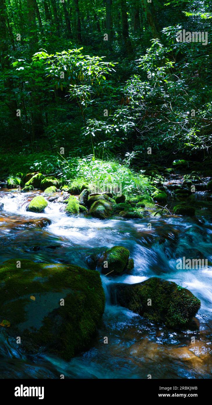 Rough Fork Trail, Cataloochee Valley NC Stockfoto