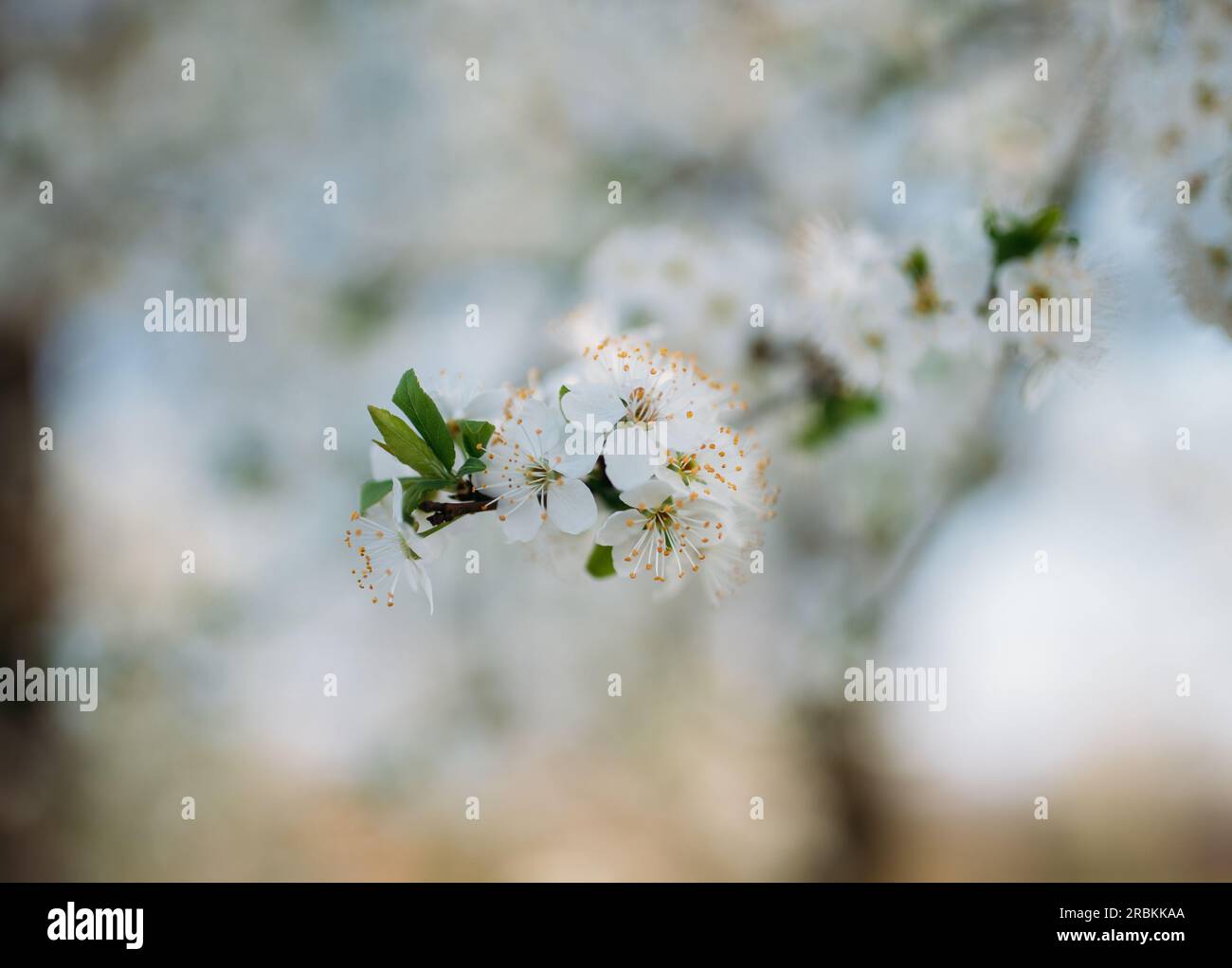 Frühlingsblüten wachsen in einem Garten. Stockfoto