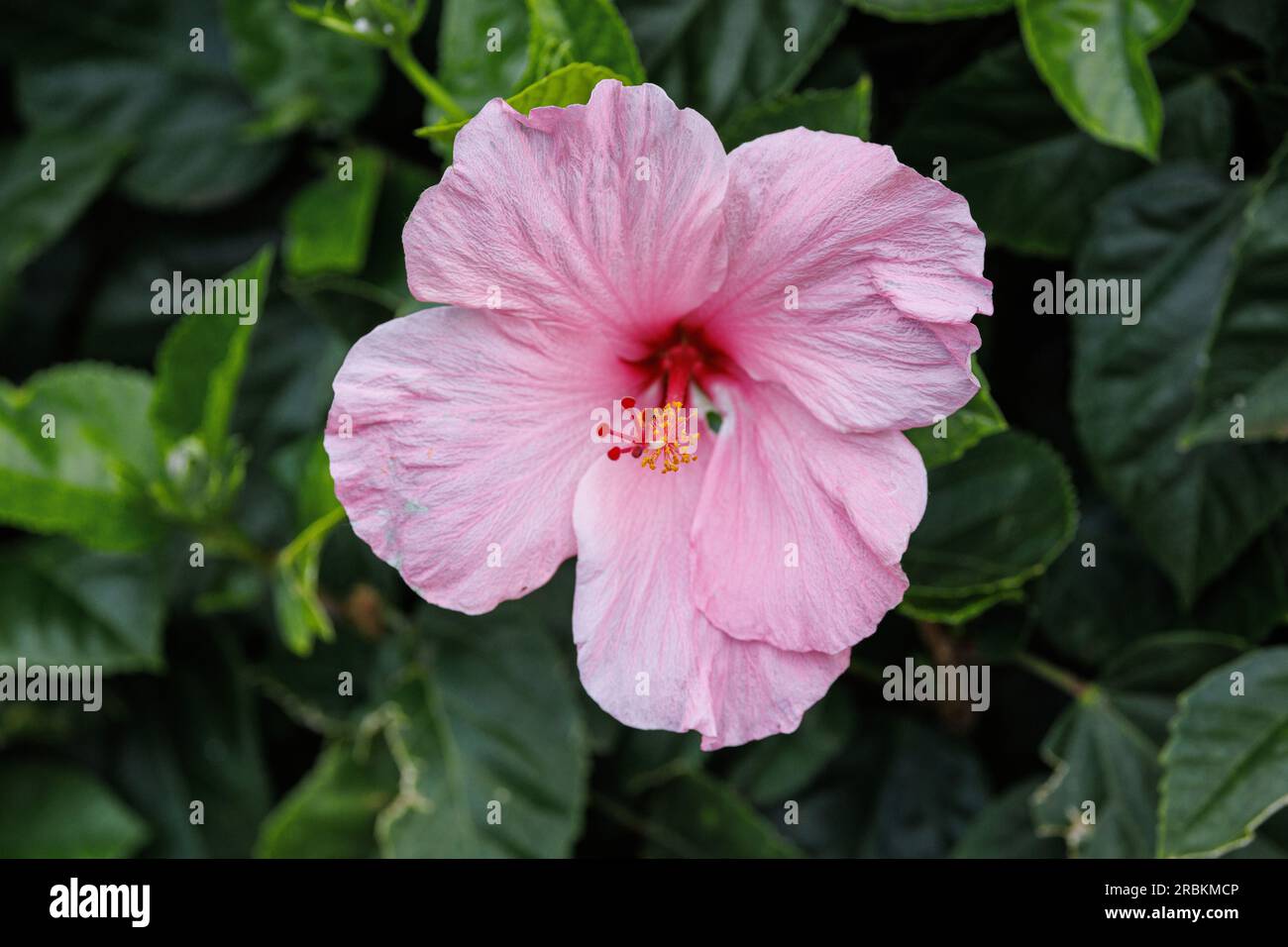 Chinesischer Hibiskus (Hibiscus rosa-sinensis) mit rosa Blume, USA, Hawaii Stockfoto