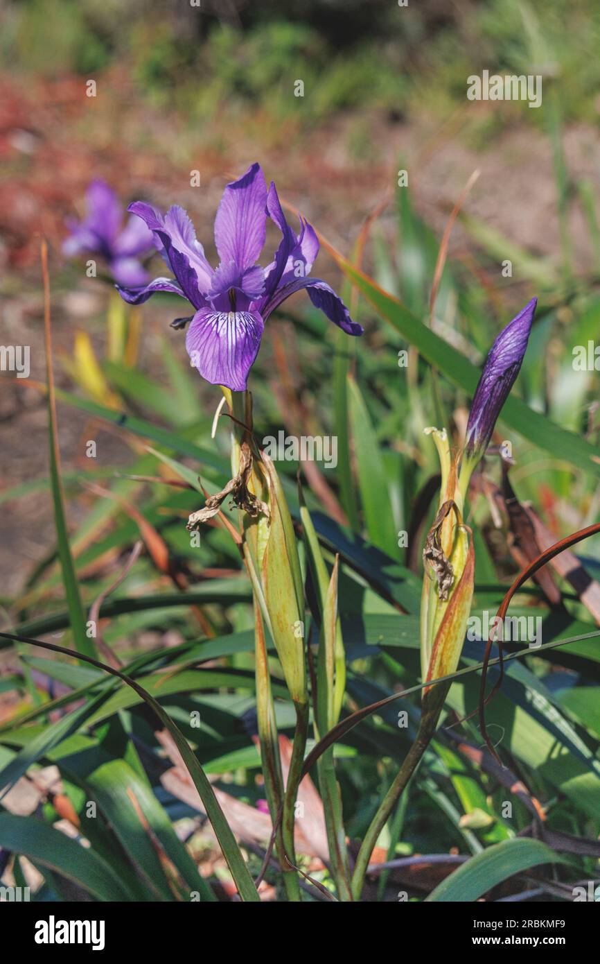Douglas Iris (Iris douglasiana), Blooming, USA, Kalifornien, Pacific Coast Highway Stockfoto