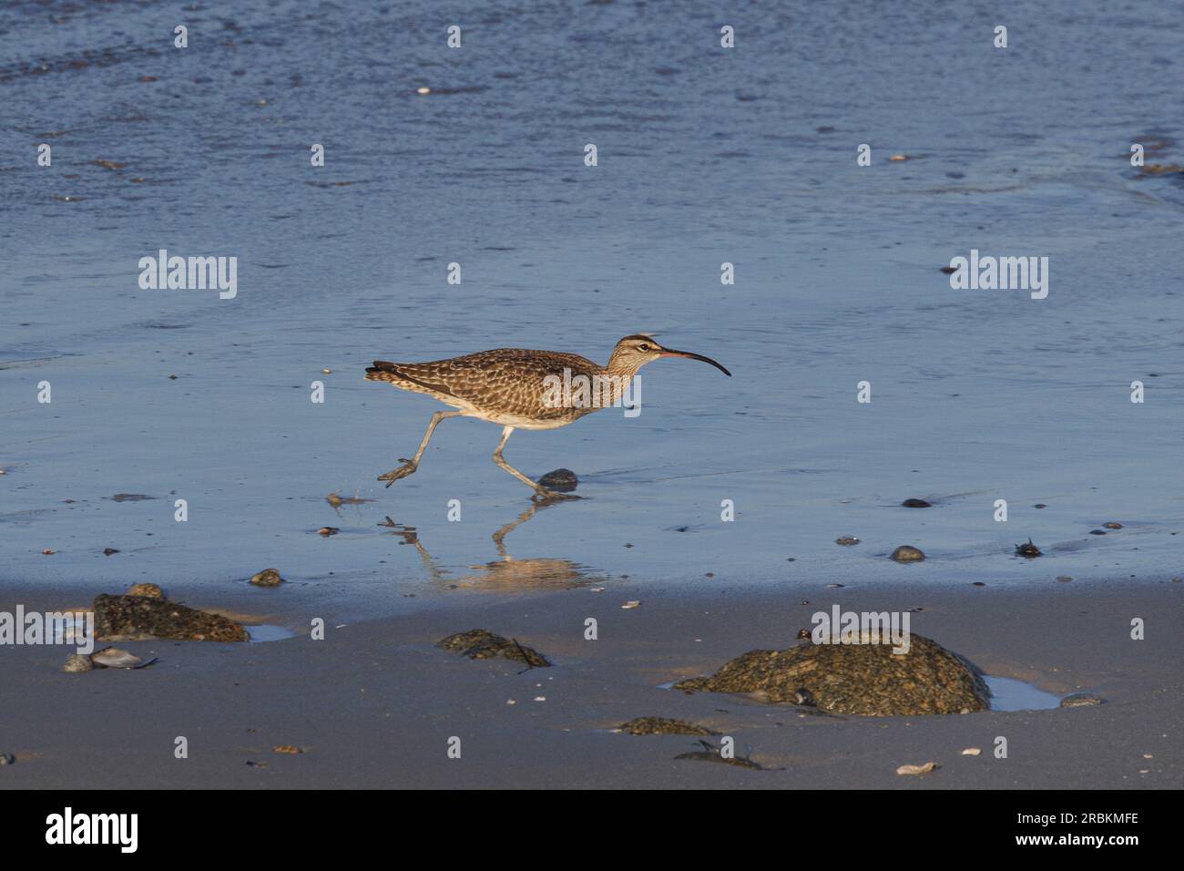 whimbrel (Numenius phaeopus), entlang des Uferrands, Seitenansicht, USA, Kalifornien, Pebble Beach, Monterey Stockfoto
