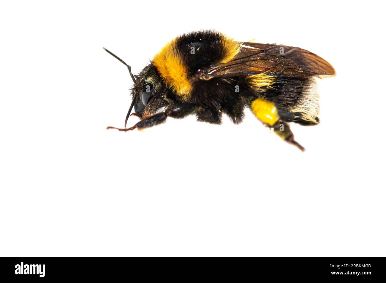 Kleine Gartenhummel, kleine Gartenhummel (Bombus hortorum, Megabombus hortorum), Seitenansicht, Ausschnitt, Niederlande Stockfoto