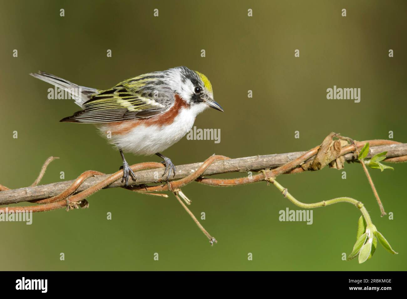 Kastanienstampfer (Setophaga pensylvanica, Dendroica pensylvanica), männliche Sitzreihe auf einem Ast, Seitenansicht, USA, Texas Stockfoto