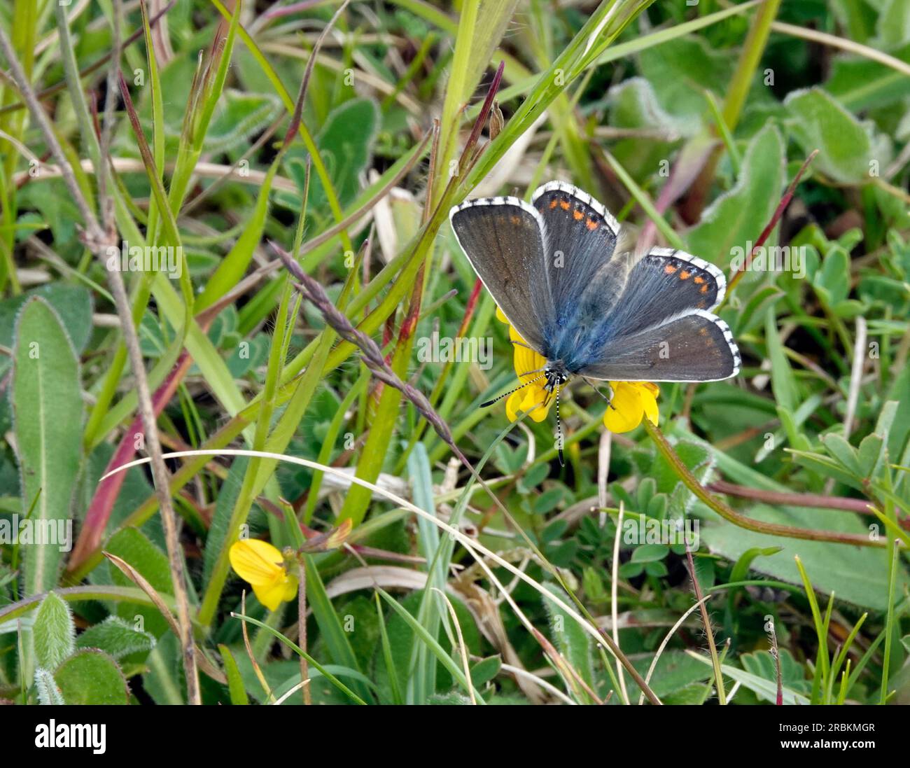 adonisblau (Polyommatus bellargus, Lysandra bellargus, Meleageria bellargus), auf gelber Blume sitzend, Vereinigtes Königreich, England Stockfoto