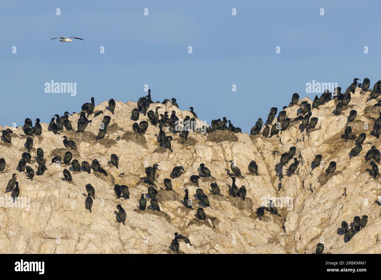 brandt's Cormorant (Phalacrocorax penicillatus, Urile penicillatus), Zuchtkolonie auf einem Felsen vor der Küste, USA, Kalifornien, Pebble Beach, Monterey Stockfoto