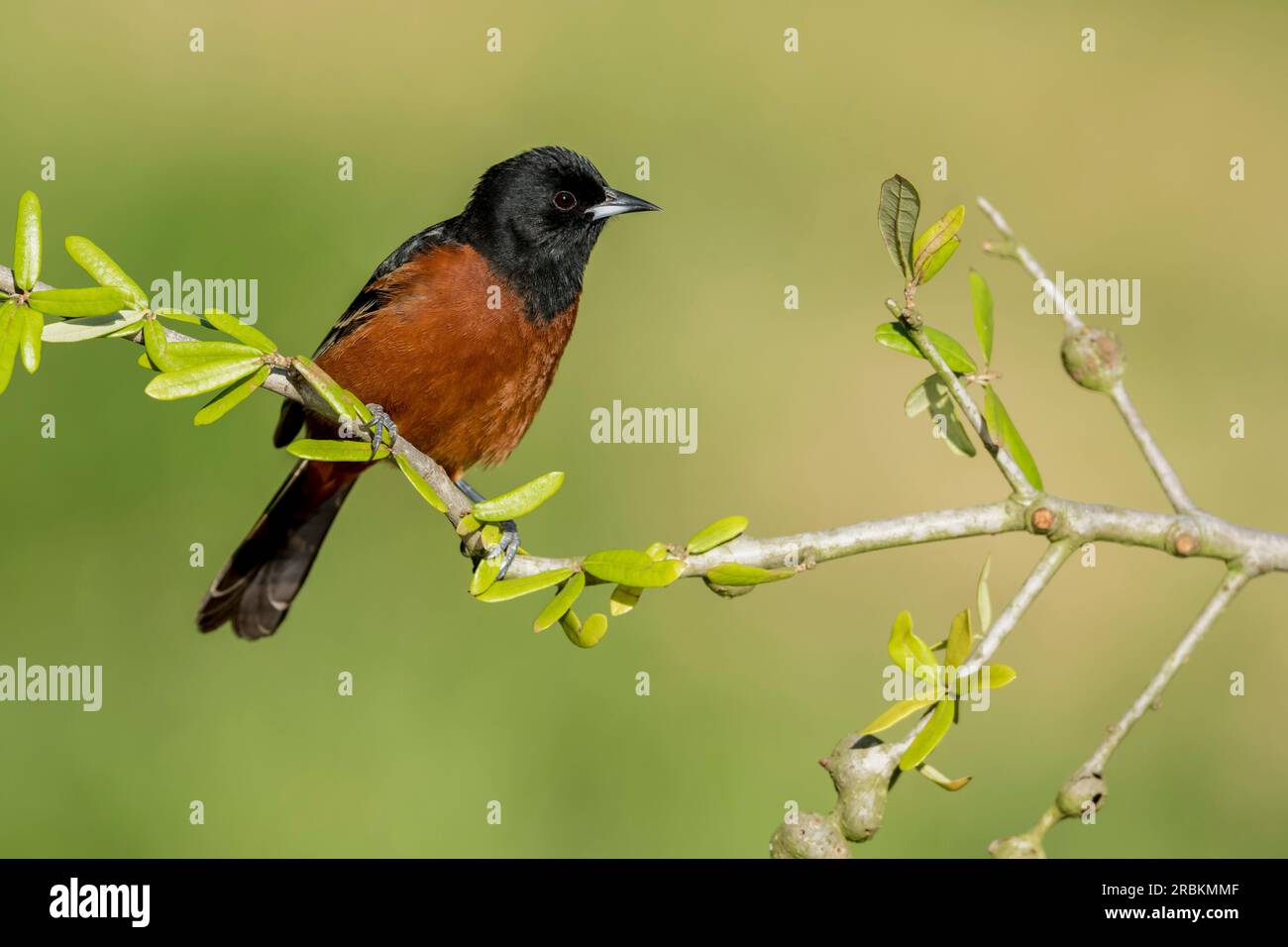 Orchidee (Icterus spurius), männlicher auf einem Zweig, USA, Texas Stockfoto