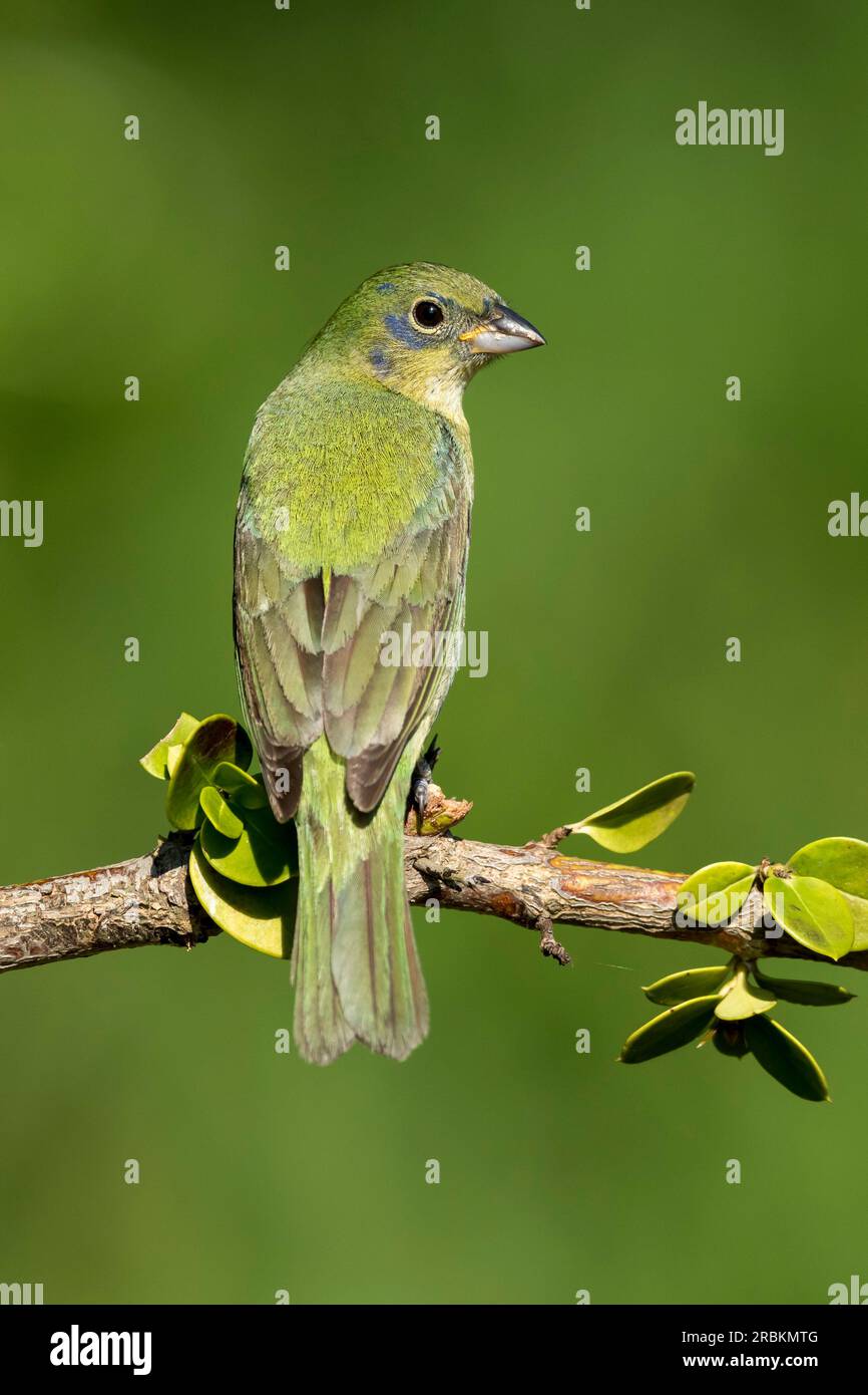 Passerina ciris, unreifer Mann, der auf einem Ast sitzt, USA, Texas Stockfoto