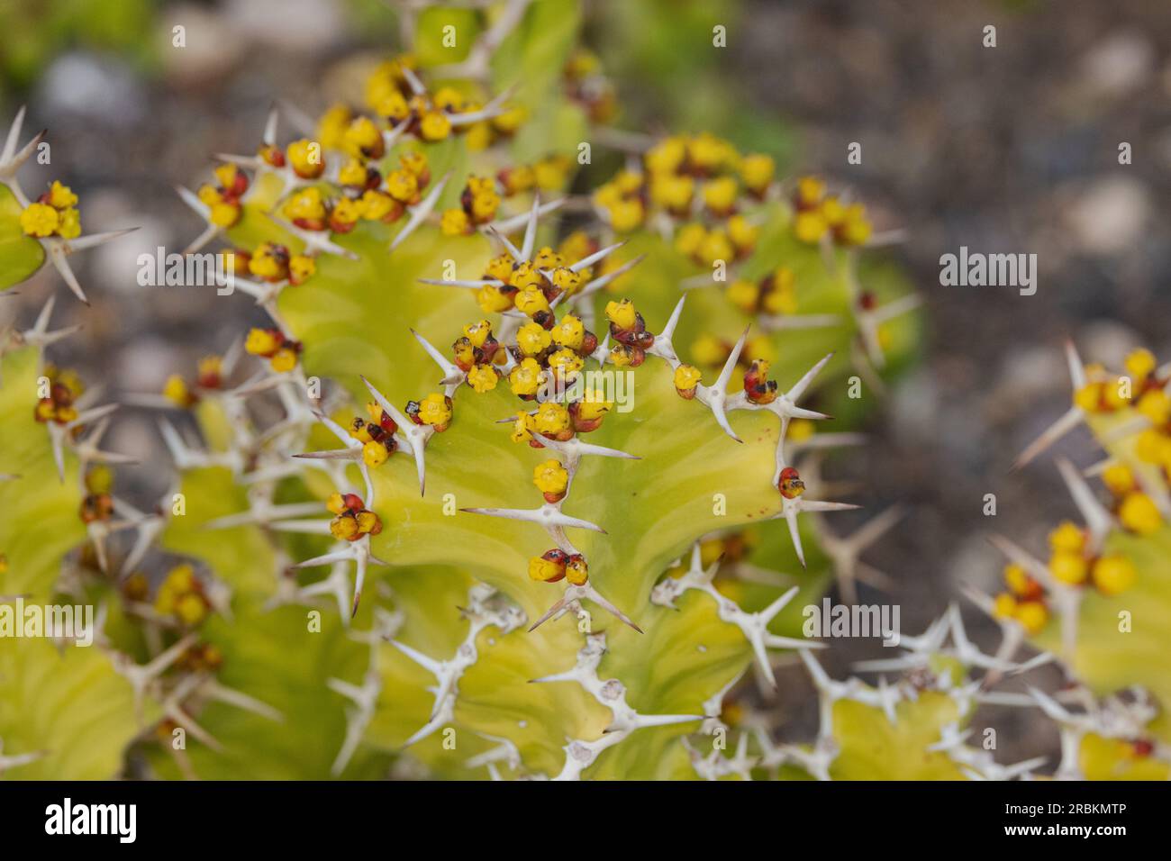 Spurz, Spurz (Euphorbia resinifera), blühend, USA, Arizona, Phoenix Stockfoto