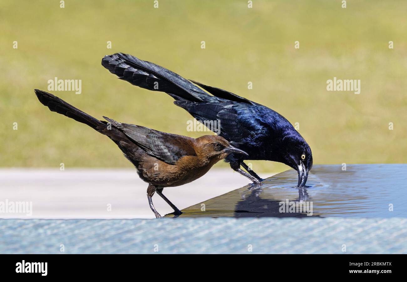 Großschwanzgrackle (Quiscalus mexicanus), männliche und weibliche Tiere, die gemeinsam an einem Wasserort trinken, Seitenansicht, USA, Arizona, Scottsdale Stockfoto