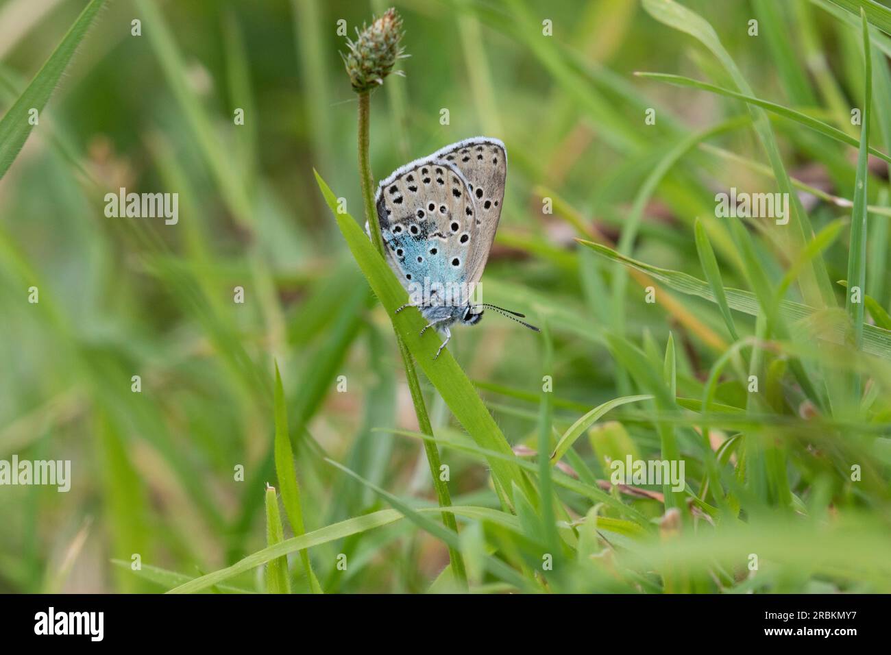 Großes Blau (Phengaris arion, Maculinea arion, Glaucopsyche arion), auf Gras, Vereinigtes Königreich, England Stockfoto