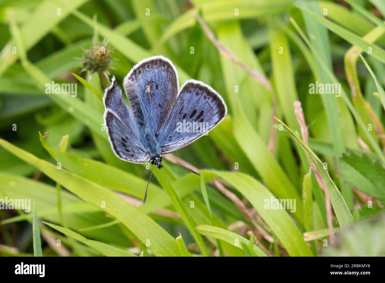 Großes Blau (Phengaris arion, Maculinea arion, Glaucopsyche arion), auf Gras, Vereinigtes Königreich, England Stockfoto